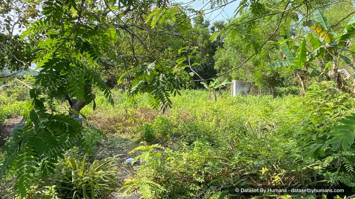 Thick tropical undergrowth with feathery leaves in the foreground and a banana plant behind