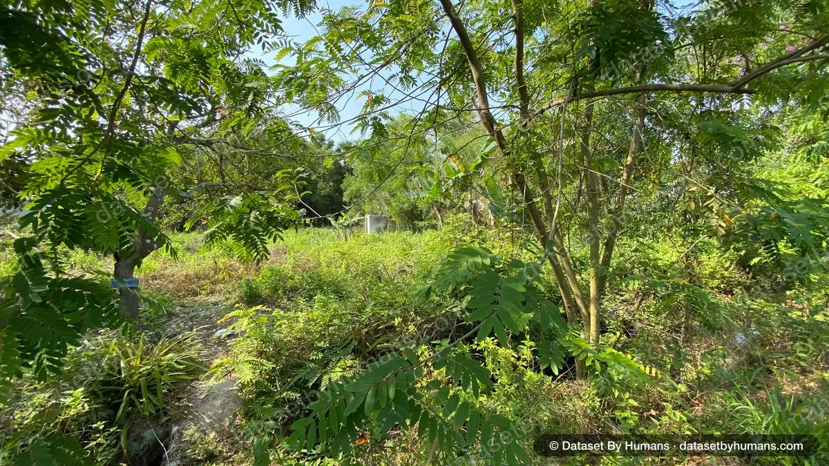 Young trees and tall grass in an unmanaged garden plot under dappled sunlight
