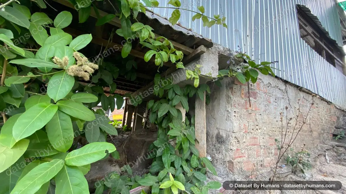 Climbing vine covering the edge of a weathered brick shed with a corrugated metal roof