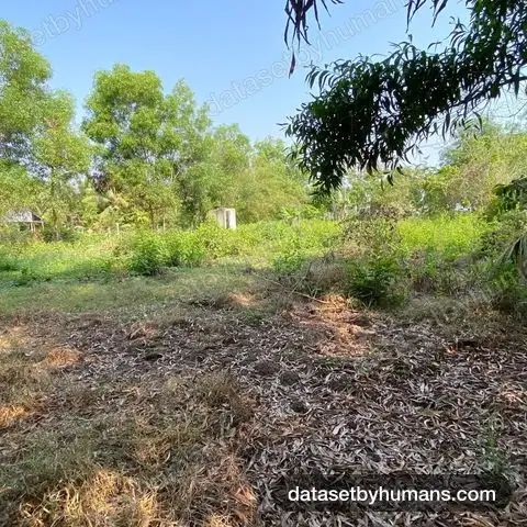Dry leaf litter covering cleared ground beside a fence, with trees and an open field under a clear sky