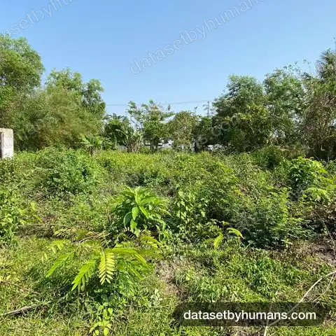 Overgrown rural lot with dense shrubs and weeds, a metal-roofed shed and palm trees in the background