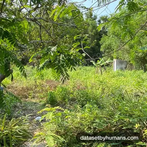 Thick tropical undergrowth with feathery leaves in the foreground and a banana plant behind