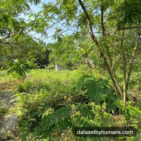 Young trees and tall grass in an unmanaged garden plot under dappled sunlight