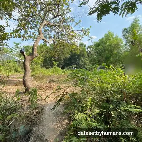 Dirt path through mixed tropical vegetation with trees, banana plants and ferns